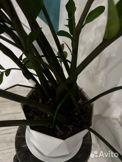 Замиокулькас