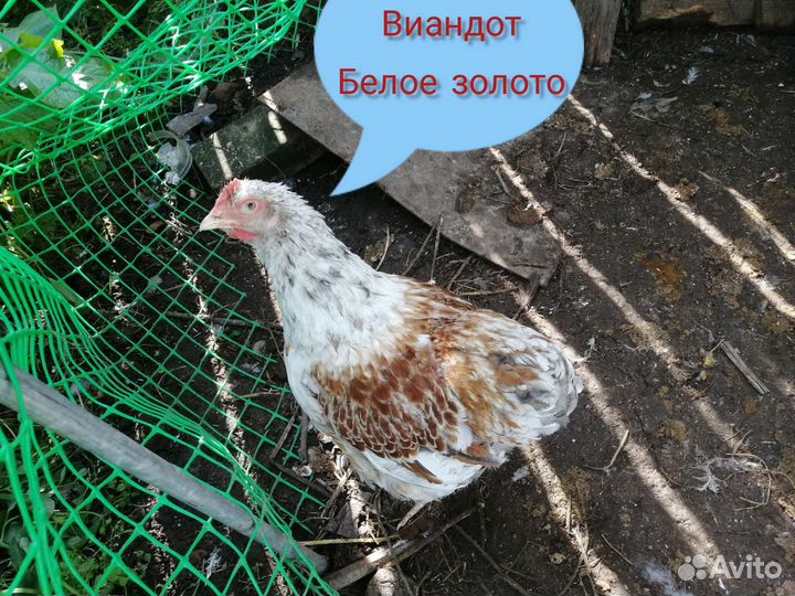 Индейка, петухи