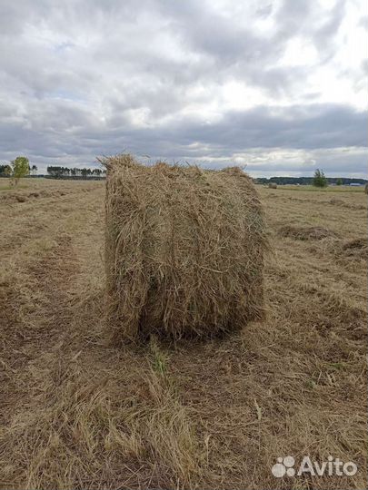 Сено в тюках