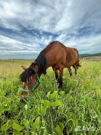 Продам лошадей. Обучены, в седло, телегу, сани