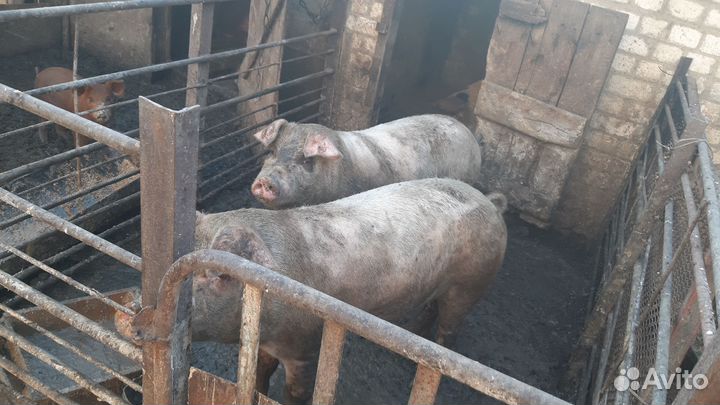 Хряк,продаю,услуги осименения