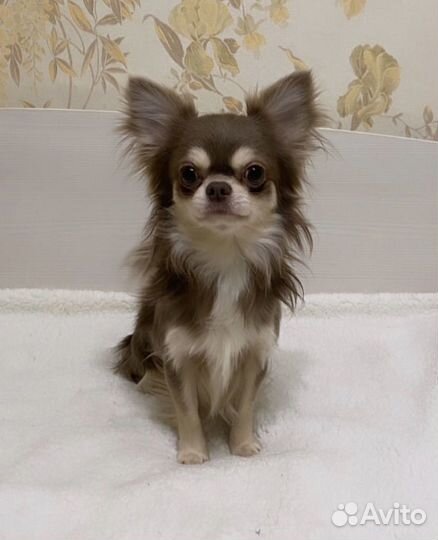 Щенки чихуахуа девочки