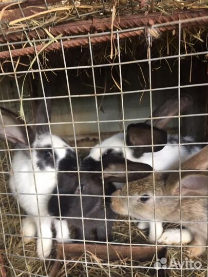 Кролики мясных пород