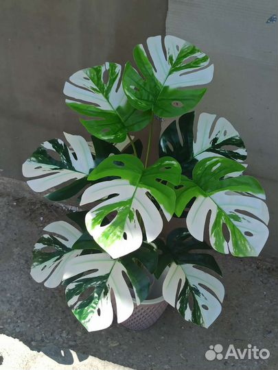 Монстера Альба искуственная. Искуственные деревья