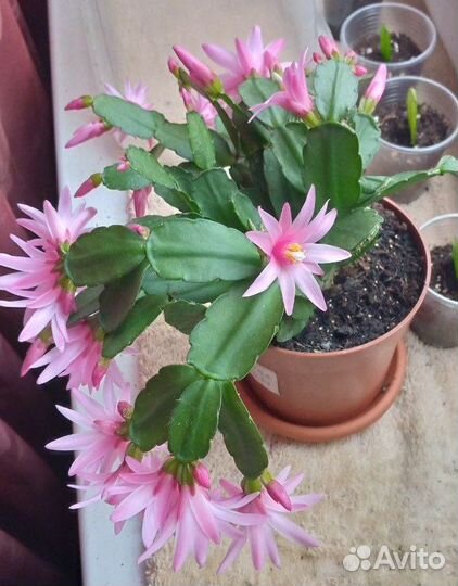 Рипсалидопсис, розовый, красный