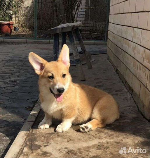 Вельш корги пемброк