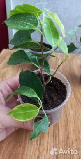 Фикус Бенджамина