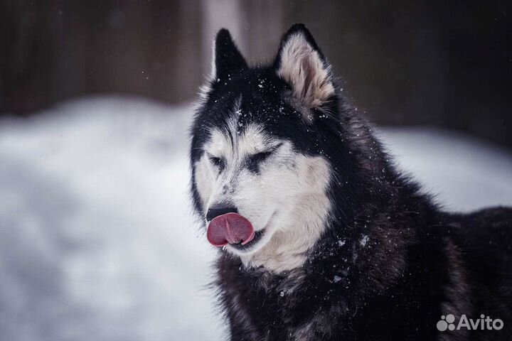 Сибирский хаски