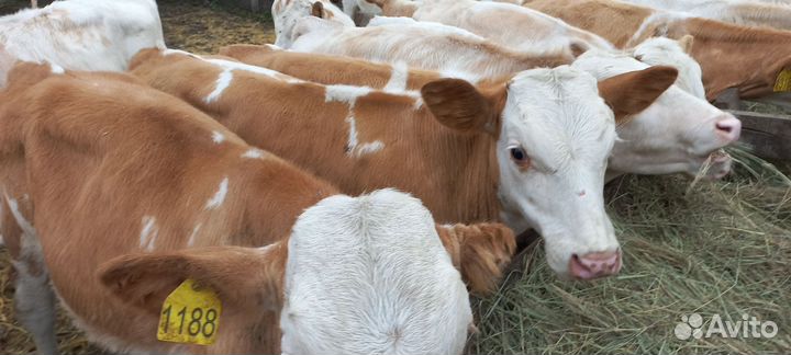 Бычки и быки