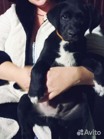 Собака в добрые руки