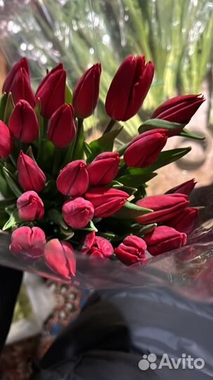 Тюльпаны к 8 марта