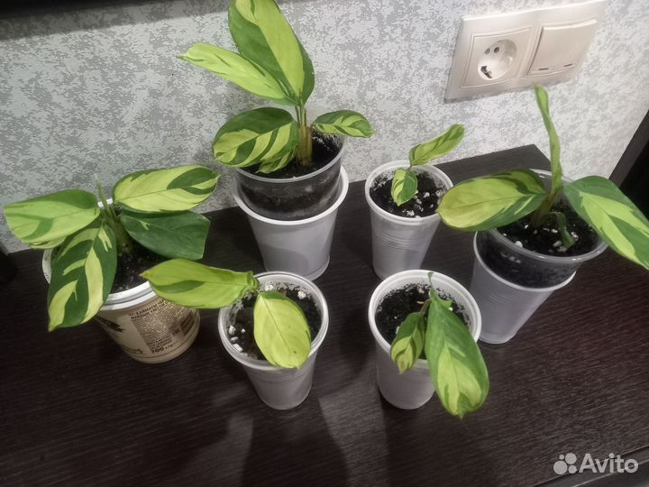 Ктенанта Golden Mosaic (Лубберса)