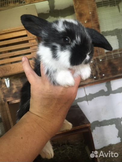 Французский баран