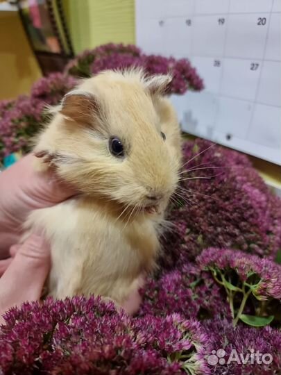 Морские свинки мальчики и девочки