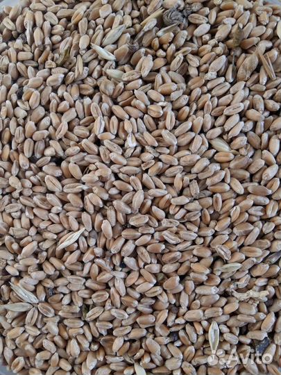 Зерно, пшеница, ячмень, сено, комбикорм