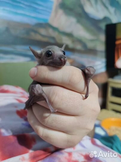 Египетская летучая собака, нильский крылан