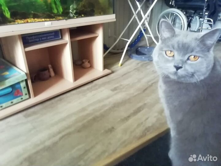 Скоттиш страйт