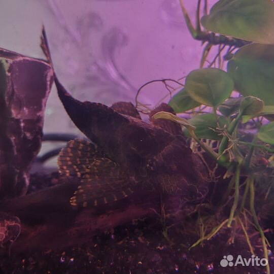 Аквариумные рыбки