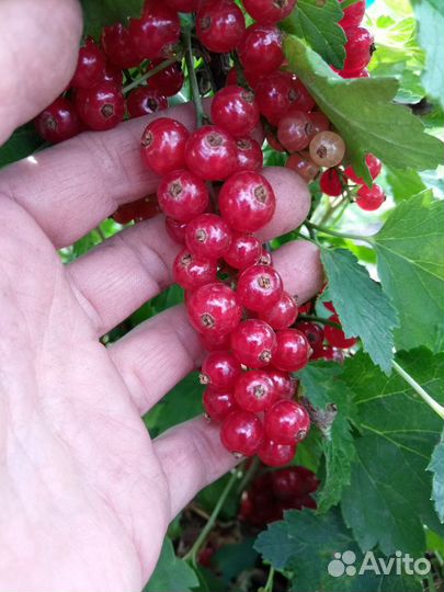 Саженцы малины, смородины, крыжовника, ежевики