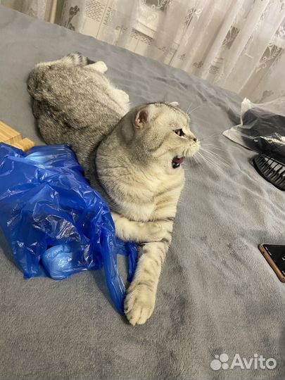 Шотландец прямоухий