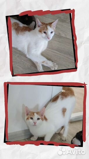 Котенок ищет дом