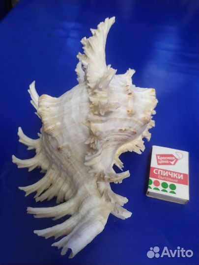Ракушка морская