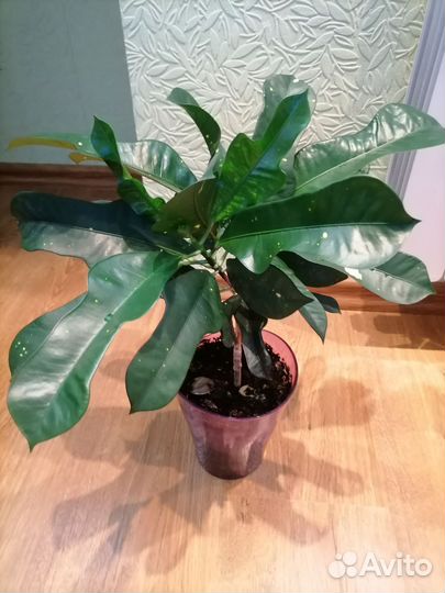 Кротон редкий сорт