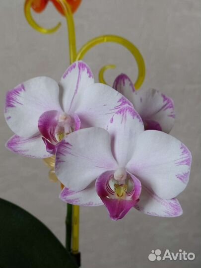 Орхидея Утопия