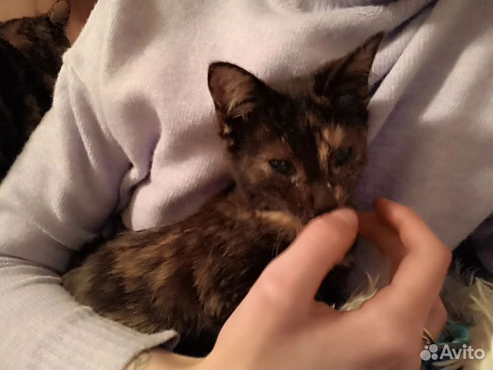 Кошка в дар. Котенок