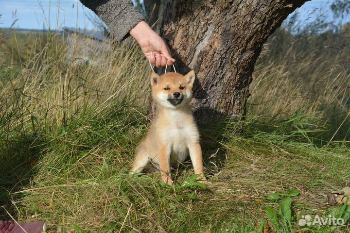 Мальчик сиба с шоу-перспективой