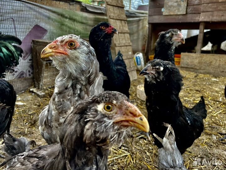 Гергебильские куры или Гилянская