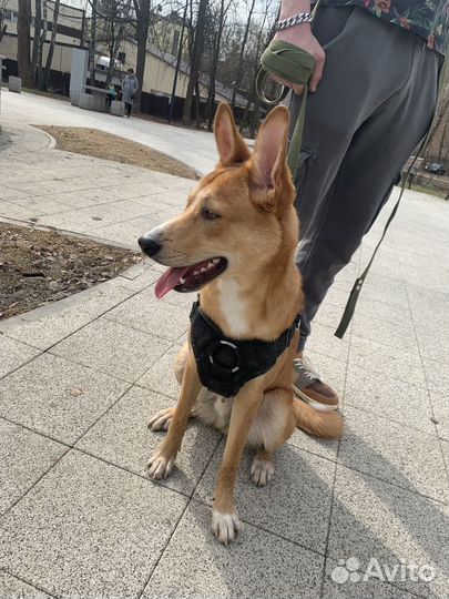 Кинолог с выездом