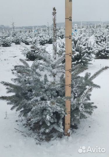 Ель голубая (оптом)