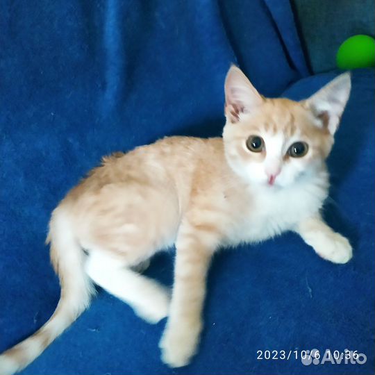 Отдам умных котят-подростков