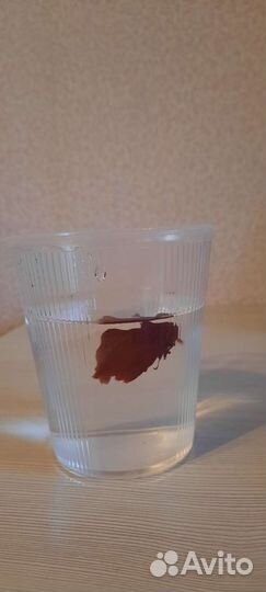 Рыбка петушок