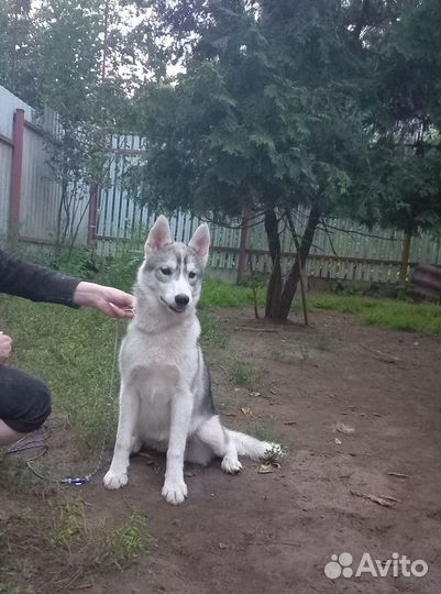 Сибирский хаски