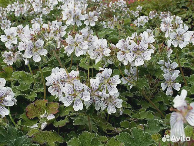 Многолетник. Герань садовая Ренарда