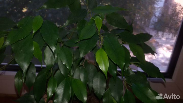 Фикус Бенджамина