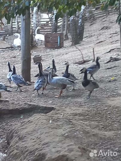 Лебеди,декоративные утки