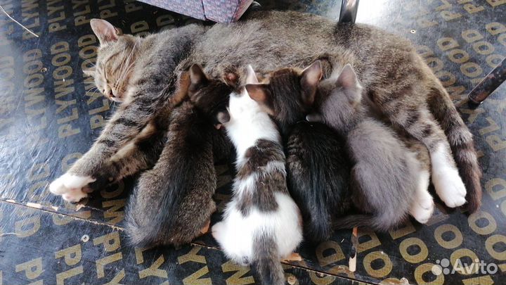 Котята в добрые руки