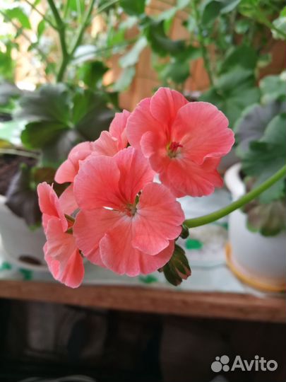 Герань пеларгония