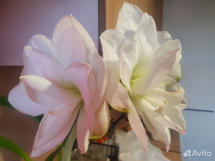 Гиппеаструм амариллис