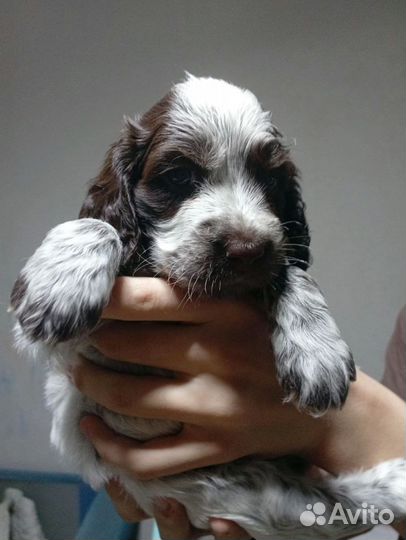 Щенки русского охотничьего спаниеля