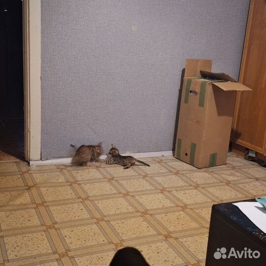 Бенгальские котята