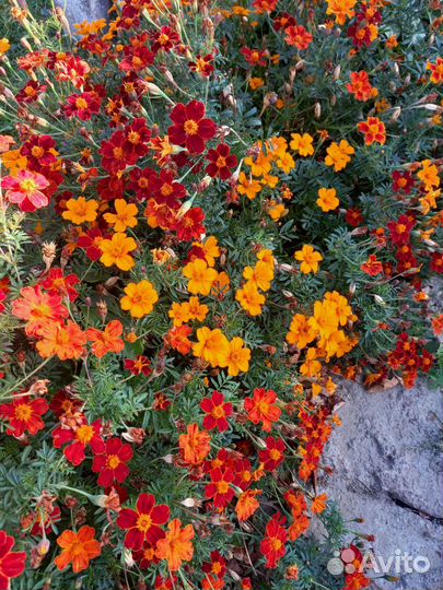 Семена цветов,клубни,луковки