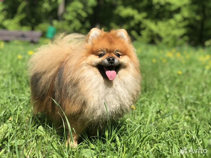 Шпиц кобель вязка