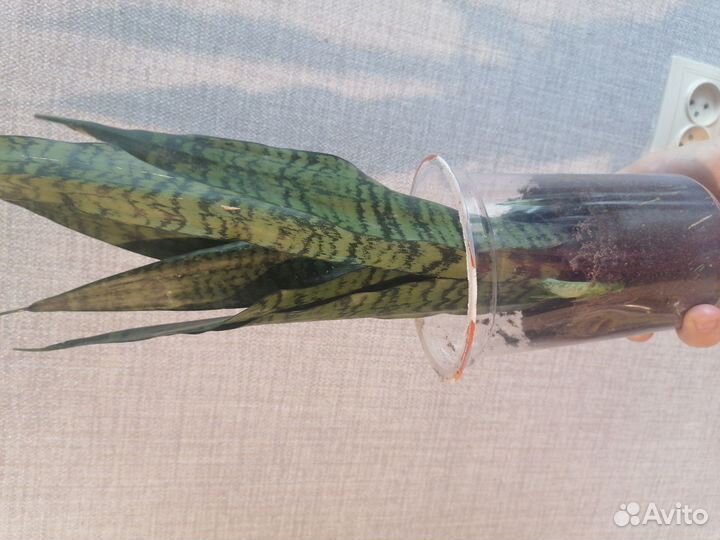 Продам цветы комнатные