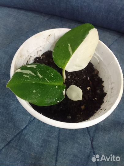 Филодендрон вайт wizard