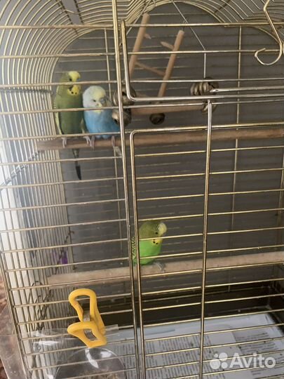 Волнистый попугай