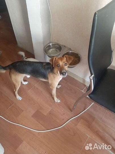 Метис бигля